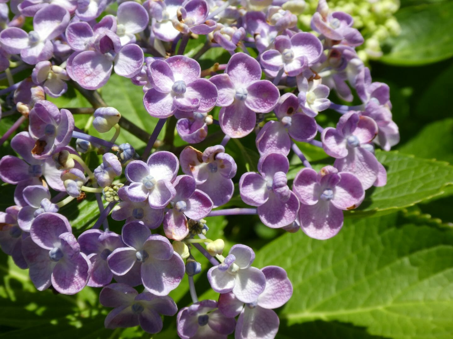 休館中の花だより 紫陽花の季節 浜屋敷ときどきブログ