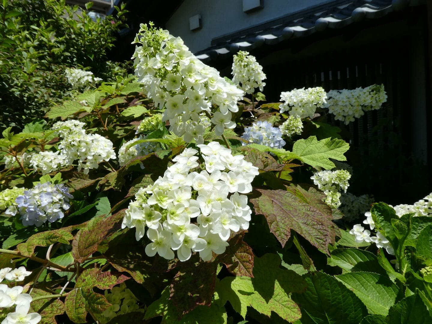 休館中の花だより 紫陽花の季節 浜屋敷ときどきブログ